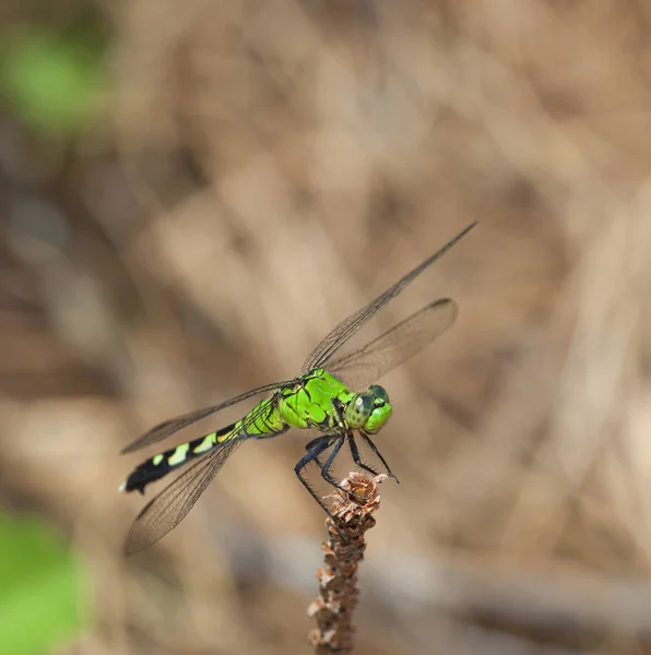 Cimeira libélula verde — Fotografia de Stock