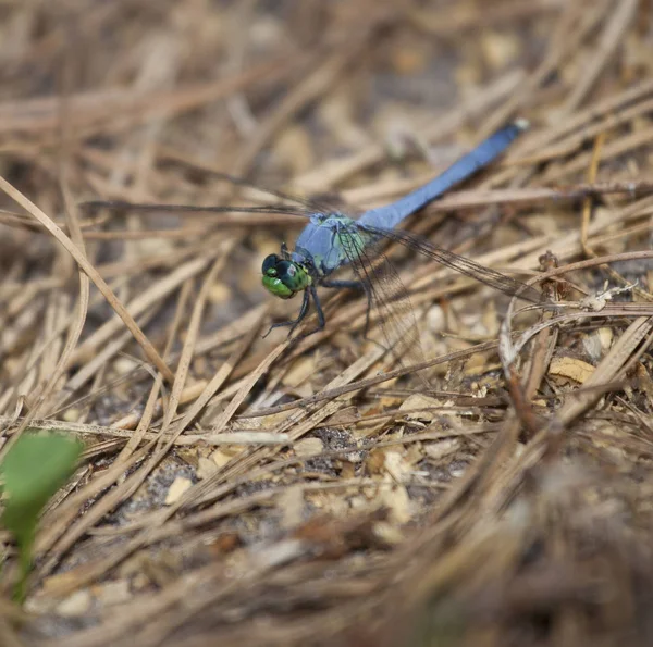 Libelle auf dem Boden — Stockfoto
