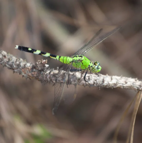 Dragonfly κάθεται σε ένα ραβδί — Φωτογραφία Αρχείου