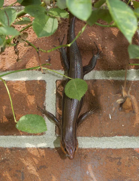 Skink on the wall — Stock Photo, Image