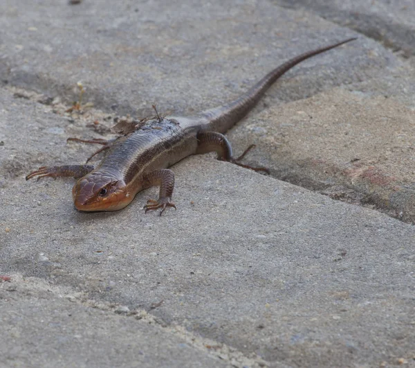 Skink tuğla üzerinde — Stok fotoğraf