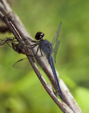 Karanlık yusufçuk tırmanma