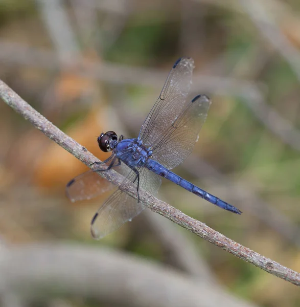 Blue bug on a stick — Stock Photo, Image