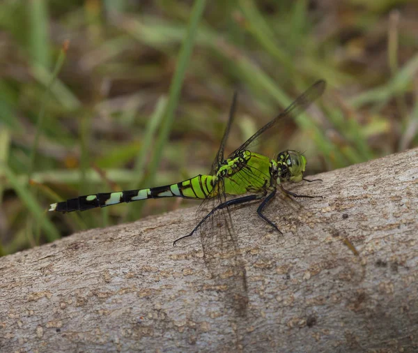 Dragonfly met hoofd draaide — Stockfoto