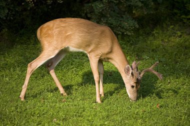 Whitetail buck otlatma