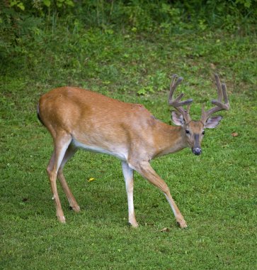 Sinsi whitetail buck