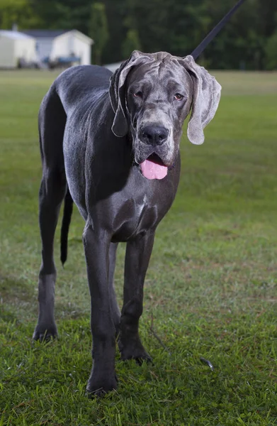 Caminhando Great Dane — Fotografia de Stock