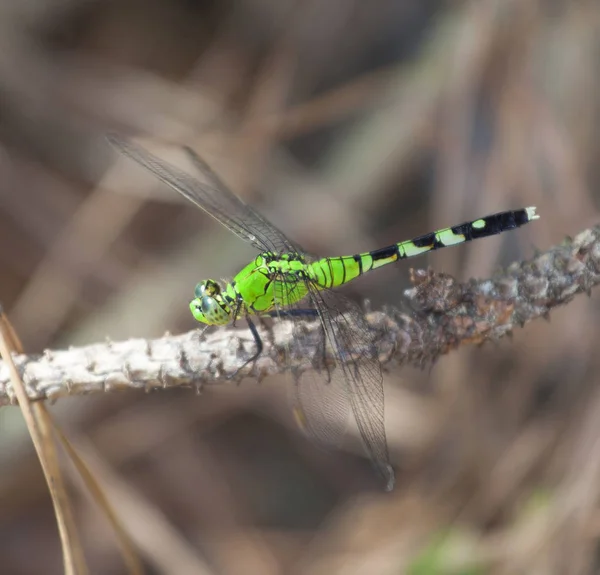 Zelená vážka na větvičce — Stock fotografie