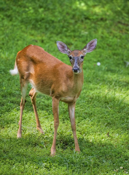 Aimant mouche cerf — Photo