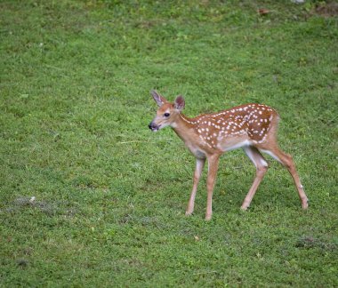 Yalnız whitetail geyik yavrusu