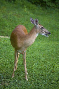 Diye bağıran whitetail doe