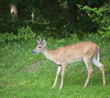 Bakan whitetail buck