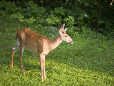 Koruma whitetail buck