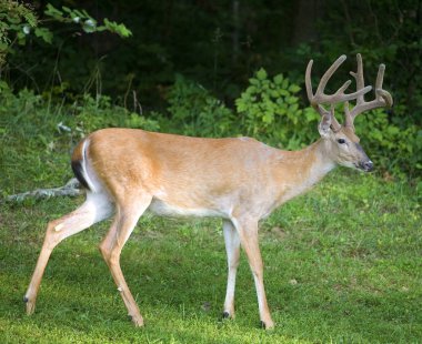 Büyük Whitetail Buck