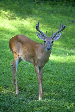 Kadife boynuzları üzerinde bir geyik