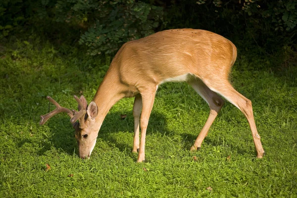 Hungry whitetail buck — Stock Photo, Image