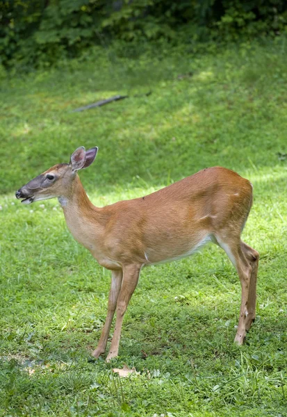 Whitetail rådjur på ett fält — Stockfoto