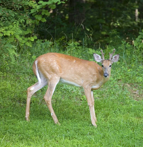 Buggy whitetail buck — Stock Photo, Image