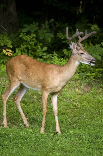 Manliga whitetail rådjur — Stockfoto