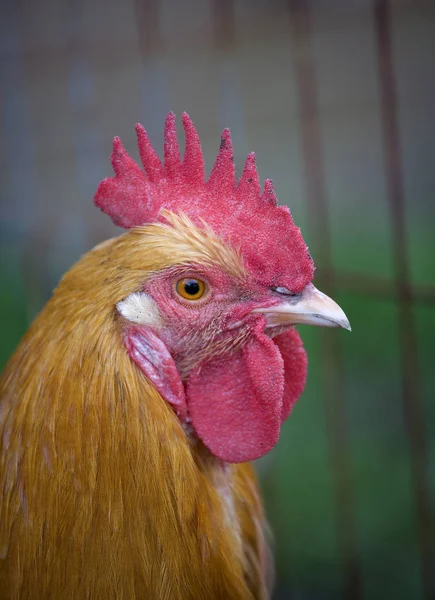 Oranje haan portret — Stockfoto