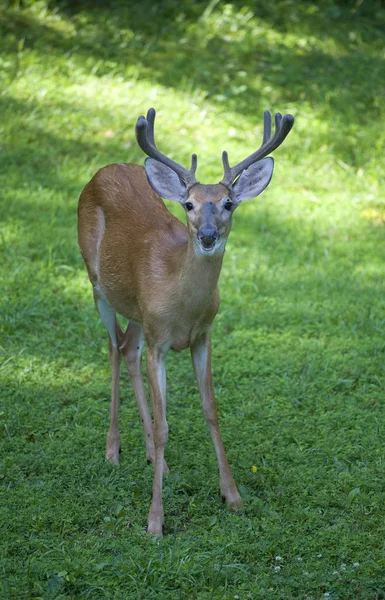 Eight point whitetail — Stock Photo, Image