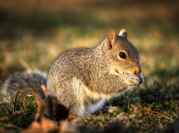 Äter träd ekorre — Stockfoto