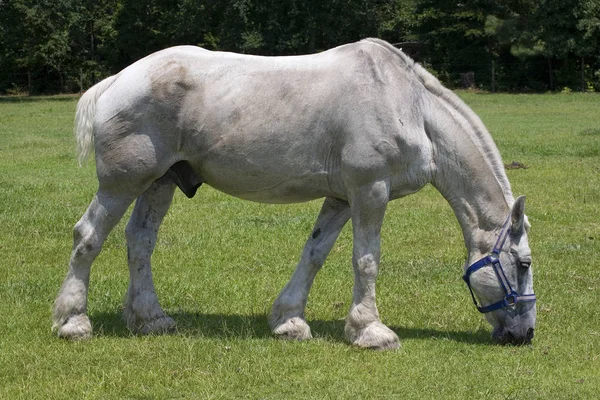 Великий кінь на полі — стокове фото