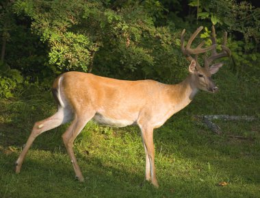 Ağaçların yanında.