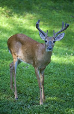 Sabah whitetail buck