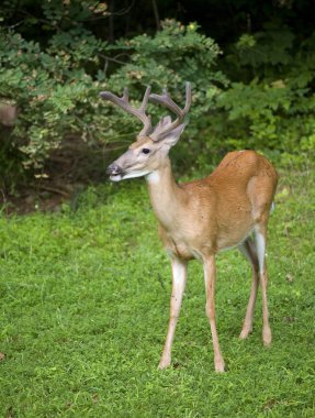 Whitetail buck özlem