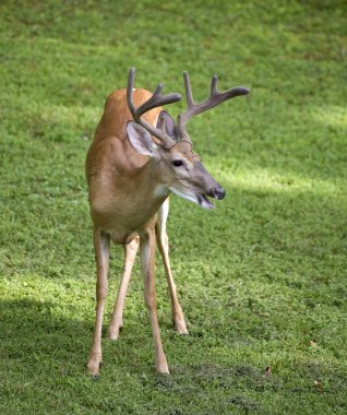 Adamcağız whitetail buck