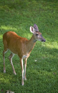 Akşam whitetail doe