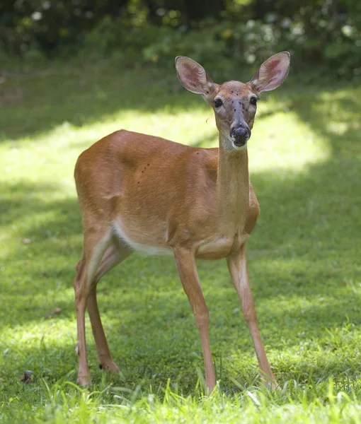 Proximité de la biche à queue blanche — Photo