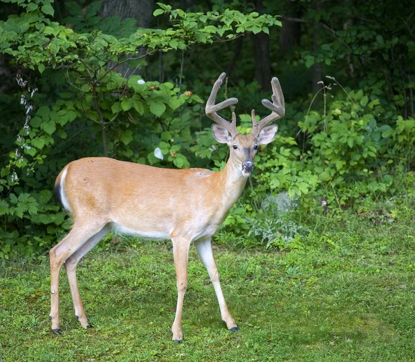 Whitetail buck s sametové parohy — Stock fotografie