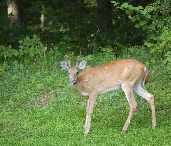 Winking whitetail deer — Stock Photo, Image