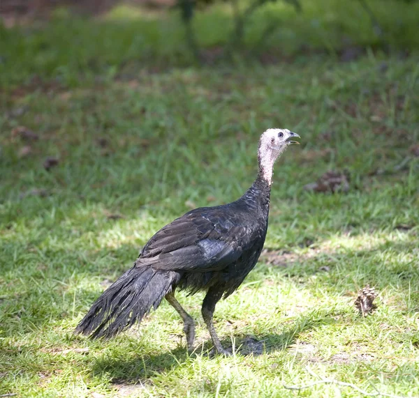 Out for a stroll — Stock Photo, Image