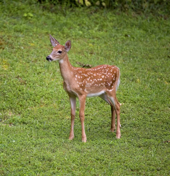 孤独な whitetail 子鹿 — ストック写真