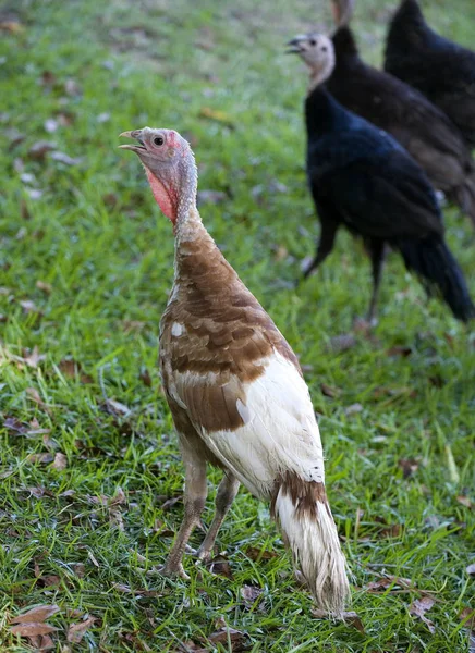 Turkiet på gräsmattan — Stockfoto