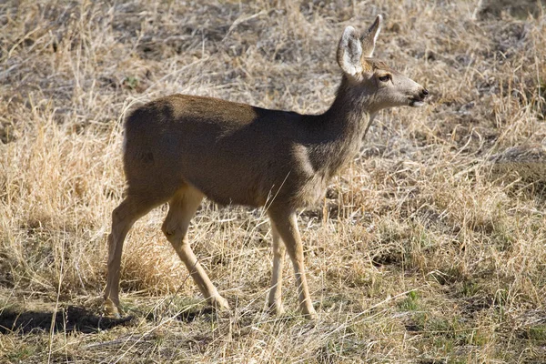 Big mule deer doe — Stock Photo, Image