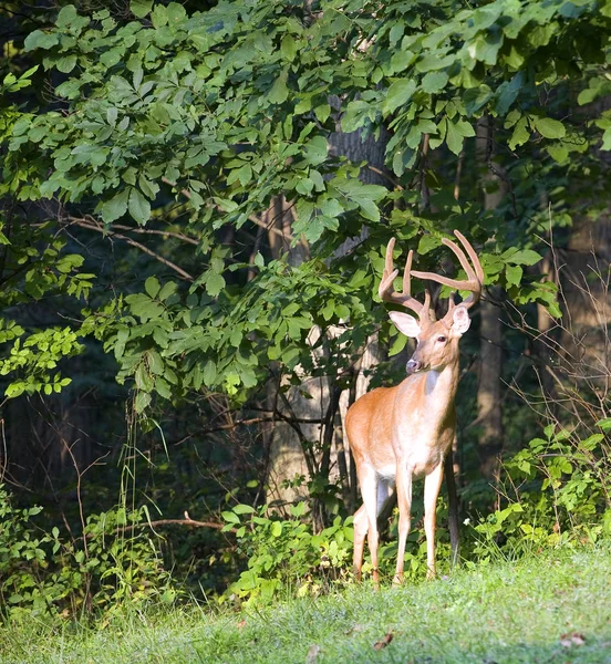 Roi de la forêt — Photo