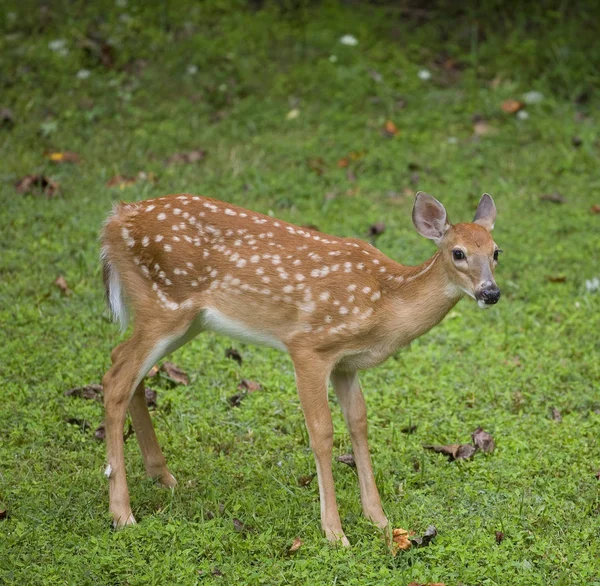 Oudere herten fawn — Stockfoto