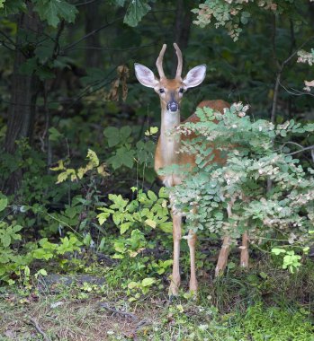 Whitetail buck gizleme