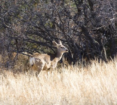 New Mexico'daki katır geyiği