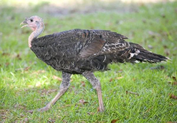 Pájaro pavo doméstico — Foto de Stock