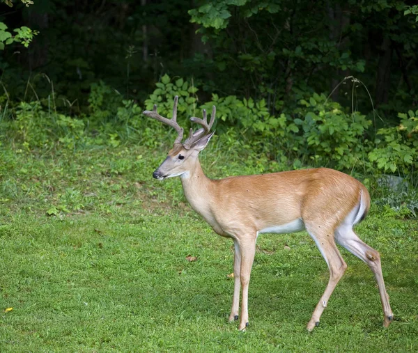 Near the forest — Stock Photo, Image