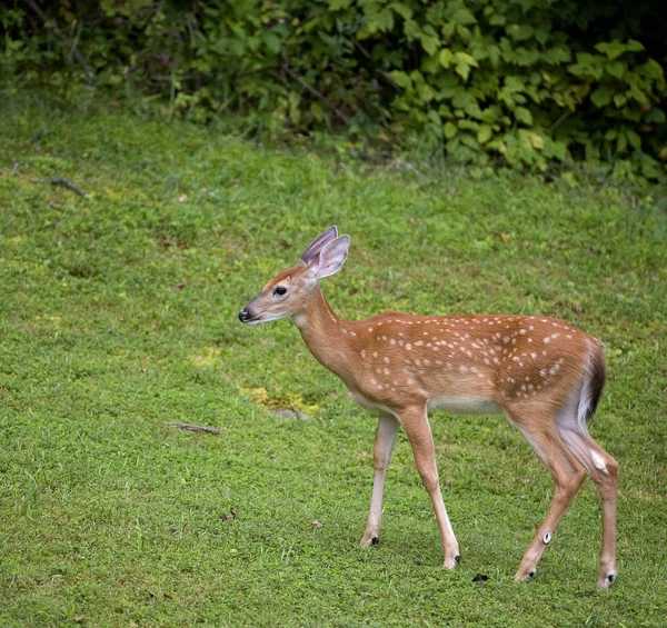 Whitetail fawn ensam — Stockfoto