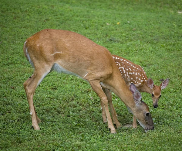 Watcha äta mamma — Stockfoto