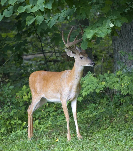 Whitetail buck por uma floresta — Fotografia de Stock