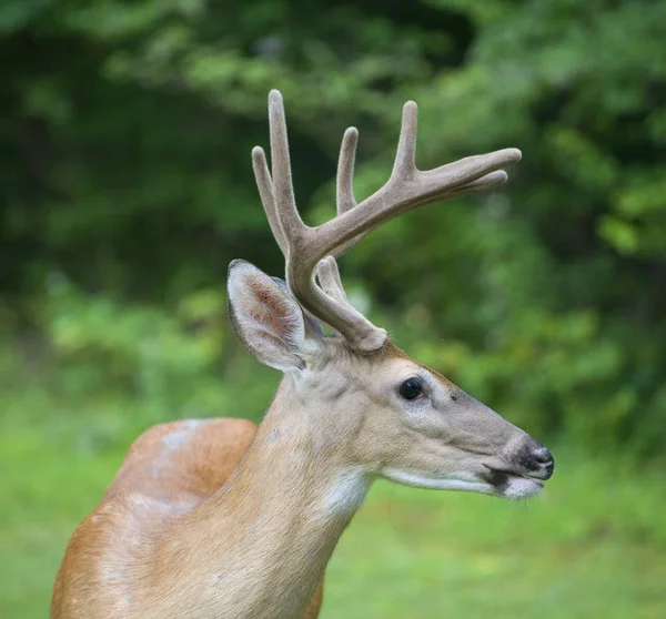 Καλοκαίρι whitetail buck — Φωτογραφία Αρχείου