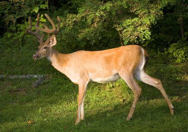 Gün batımı whitetail buck